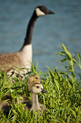 포토 JPG 해외이미지 동물 응시 야생동물 자연 조류 엄마 사람없음 야외 세로 아기 연못 거위 해외202004 해외포토 시선 가족 사람 생태계 파일형식 이미지허브
