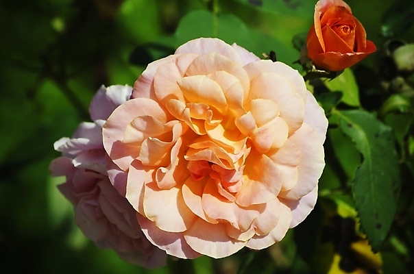 포토 JPG 해외이미지 식물 꽃 잎 자연 사람없음 장미 정원 봄 벚꽃 나뭇가지 원예 내추럴 해외202004 해외포토 나무 계절 취미 생태계 파일형식 이미지허브