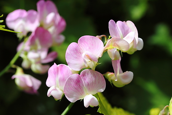 포토 JPG 해외이미지 식물 꽃잎 꽃 분홍색 자연 사람없음 정원 달콤 완두콩 해외202004 해외포토 컬러 콩 맛 생태계 파일형식 이미지허브