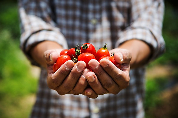 포토 JPG 주간 손 남자 40대 배경화면 채소 방울토마토 자연 한명 사람 성인 야외 아웃포커스 신체부위 농장 농사 농부 유기농 성인한명만 중년만 성인만 국내포토 자연요소 직업 1 웰빙 중년 농업 토마토 촬영기법 생태계 파일형식