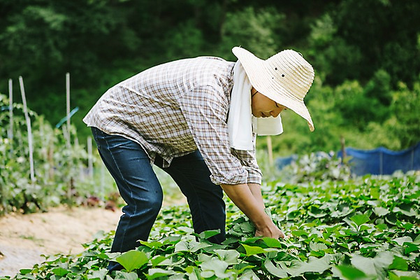 포토 JPG 주간 모자 남자 40대 채소 자연 한명 사람 동양인 성인 야외 수건 농장 농사 한국인 농부 유기농 꺼내기 남자만 남자한명만 성인남자만 성인한명만 성인남자한명만 중년만 중년남자만 중년남자한명만 성인만 소상공인 국내포토 자연요소 직업 1 웰빙 잡화 중년 농업 모션 인종 경제 위생용품 상인 생태계 파일형식