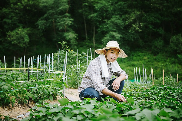 포토 JPG 주간 모자 남자 40대 채소 자연 관리 한명 사람 앉기 동양인 성인 야외 농작물 수건 농장 농사 한국인 농부 유기농 밭일 남자만 남자한명만 성인남자만 성인한명만 성인남자한명만 중년만 중년남자만 중년남자한명만 성인만 소상공인 국내포토 자연요소 직업 1 웰빙 잡화 중년 농업 모션 인종 경제 위생용품 상인 생태계 파일형식