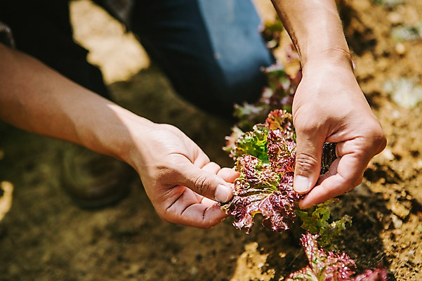 포토 JPG 주간 손 남자 40대 채소 자연 한명 사람 성인 야외 아웃포커스 신체부위 농작물 농장 농사 농부 상추 유기농 성인한명만 중년만 성인만 국내포토 자연요소 직업 1 웰빙 중년 농업 촬영기법 생태계 파일형식