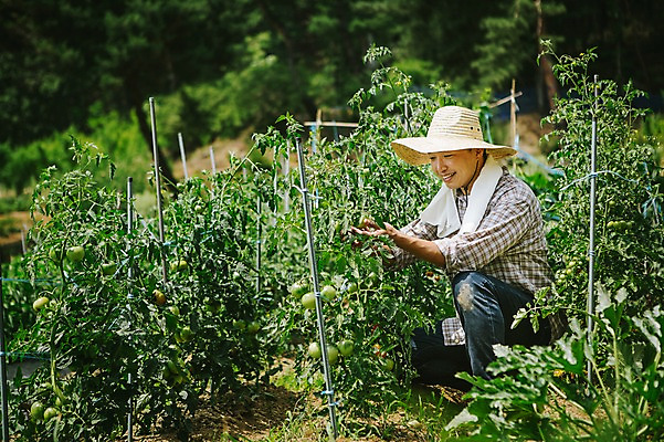 포토 JPG 주간 모자 남자 40대 채소 자연 한명 사람 동양인 성인 야외 농작물 수건 농장 농사 한국인 농부 유기농 밭일 남자만 남자한명만 성인남자만 성인한명만 성인남자한명만 중년만 중년남자만 중년남자한명만 성인만 소상공인 국내포토 자연요소 직업 1 웰빙 잡화 중년 농업 인종 경제 위생용품 상인 생태계 파일형식