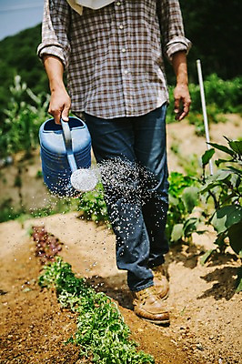 포토 JPG 주간 남자 40대 채소 자연 한명 사람 성인 야외 아웃포커스 농작물 농장 농사 물뿌리개 농부 물주기 유기농 밭일 남자만 남자한명만 성인남자만 성인한명만 성인남자한명만 중년만 중년남자만 중년남자한명만 성인만 국내포토 자연요소 직업 1 웰빙 중년 농업 모션 촬영기법 생태계 파일형식