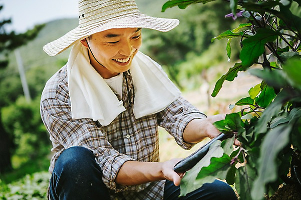 포토 JPG 주간 모자 남자 40대 채소 자연 가지 관리 한명 미소 사람 동양인 성인 야외 농작물 수건 농장 농사 한국인 농부 유기농 밭일 남자만 남자한명만 성인남자만 성인한명만 성인남자한명만 중년만 중년남자만 중년남자한명만 성인만 소상공인 국내포토 자연요소 직업 1 웰빙 잡화 중년 농업 표정 인종 경제 위생용품 상인 생태계 파일형식