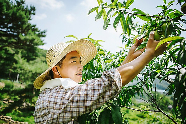 포토 JPG 주간 모자 남자 40대 채소 자연 관리 한명 사람 동양인 성인 야외 농작물 수건 농장 농사 한국인 농부 유기농 남자만 남자한명만 성인남자만 성인한명만 성인남자한명만 중년만 중년남자만 중년남자한명만 성인만 소상공인 국내포토 자연요소 직업 1 웰빙 잡화 중년 농업 인종 경제 위생용품 상인 생태계 파일형식