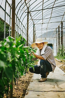 포토 JPG 주간 모자 남자 40대 채소 자연 관리 한명 사람 동양인 성인 야외 농작물 수건 농장 농사 한국인 농부 유기농 비닐하우스 밭일 남자만 남자한명만 성인남자만 성인한명만 성인남자한명만 중년만 중년남자만 중년남자한명만 성인만 소상공인 국내포토 자연요소 직업 1 웰빙 잡화 중년 농업 인종 경제 위생용품 상인 생태계 파일형식