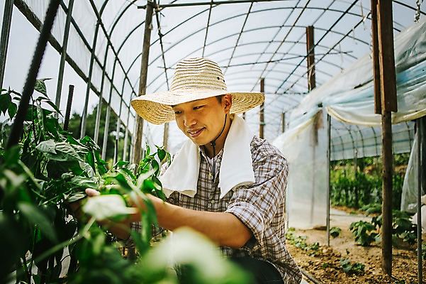 포토 JPG 주간 모자 남자 40대 채소 자연 관리 한명 사람 동양인 성인 야외 농작물 수건 농장 농사 한국인 농부 유기농 비닐하우스 남자만 남자한명만 성인남자만 성인한명만 성인남자한명만 중년만 중년남자만 중년남자한명만 성인만 소상공인 국내포토 자연요소 직업 1 웰빙 잡화 중년 농업 인종 경제 위생용품 상인 생태계 파일형식