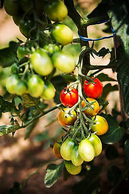 포토 JPG 주간 백그라운드 채소 방울토마토 자연 근접촬영 사람없음 야외 아웃포커스 농작물 농장 농사 유기농 국내포토 자연요소 웰빙 뷰포인트 농업 토마토 촬영기법 생태계 파일형식