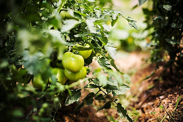 포토 JPG 주간 백그라운드 토마토 채소 자연 사람없음 야외 농작물 농장 농사 유기농 국내포토 자연요소 웰빙 농업 생태계 파일형식