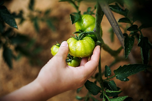 포토 JPG 주간 손 남자 40대 토마토 채소 자연 한명 사람 성인 야외 신체부위 농작물 농장 농사 유기농 성인한명만 중년만 성인만 국내포토 자연요소 1 웰빙 중년 농업 생태계 파일형식