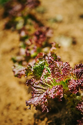 포토 JPG 주간 백그라운드 채소 자연 근접촬영 사람없음 야외 아웃포커스 농작물 농장 농사 상추 유기농 국내포토 자연요소 웰빙 뷰포인트 농업 촬영기법 생태계 파일형식