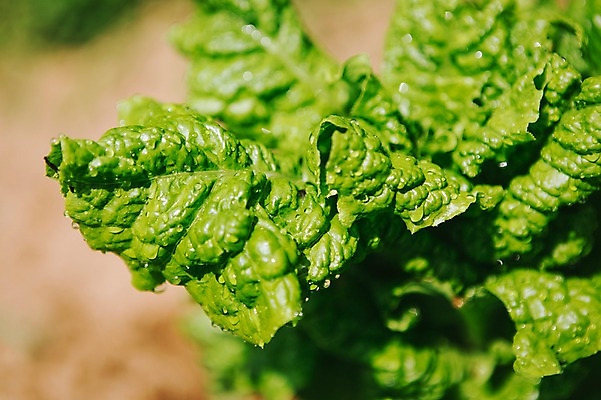 포토 JPG 주간 백그라운드 채소 자연 근접촬영 사람없음 야외 아웃포커스 농작물 농장 농사 유기농 국내포토 자연요소 웰빙 뷰포인트 농업 촬영기법 생태계 파일형식