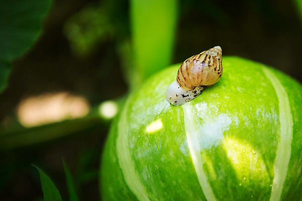 포토 JPG 주간 배경화면 백그라운드 채소 자연 호박 근접촬영 사람없음 야외 아웃포커스 농장 농사 유기농 달팽이 국내포토 자연요소 웰빙 뷰포인트 농업 연체동물 촬영기법 생태계 파일형식