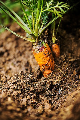 포토 JPG 주간 백그라운드 채소 자연 사람없음 야외 농장 농사 흙 당근 유기농 국내포토 자연요소 웰빙 농업 뿌리채소 생태계 파일형식