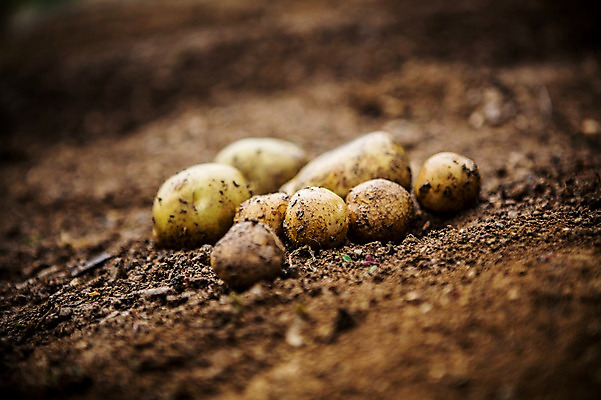포토 JPG 주간 배경화면 백그라운드 채소 자연 감자 사람없음 야외 농장 농사 흙 유기농 국내포토 자연요소 웰빙 농업 생태계 파일형식