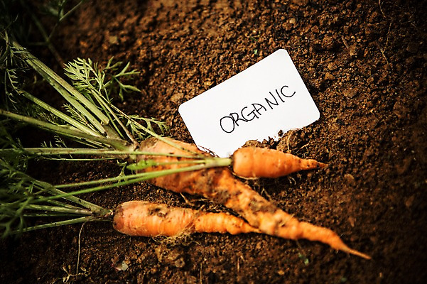 포토 JPG 주간 배경화면 백그라운드 채소 자연 사람없음 야외 농장 농사 흙 당근 유기농 국내포토 자연요소 웰빙 농업 뿌리채소 생태계 파일형식