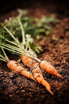 포토 JPG 주간 백그라운드 채소 자연 사람없음 야외 농장 농사 흙 당근 유기농 국내포토 자연요소 웰빙 농업 뿌리채소 생태계 파일형식