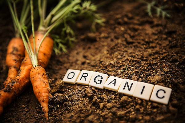 포토 JPG 주간 배경화면 백그라운드 채소 자연 사람없음 야외 농장 농사 흙 당근 유기농 국내포토 자연요소 웰빙 농업 뿌리채소 생태계 파일형식