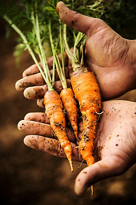 포토 JPG 주간 손 남자 40대 채소 자연 한명 사람 성인 야외 신체부위 농장 농사 흙 당근 유기농 성인한명만 중년만 성인만 국내포토 자연요소 1 웰빙 중년 농업 뿌리채소 생태계 파일형식