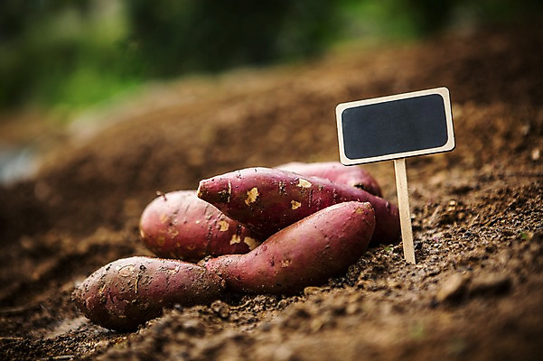 포토 JPG 주간 배경화면 백그라운드 채소 자연 사람없음 야외 농장 농사 팻말 유기농 고구마 국내포토 자연요소 웰빙 농업 뿌리채소 프레임 생태계 파일형식