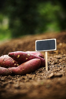포토 JPG 주간 백그라운드 채소 자연 사람없음 야외 농장 농사 팻말 유기농 고구마 국내포토 자연요소 웰빙 농업 뿌리채소 프레임 생태계 파일형식