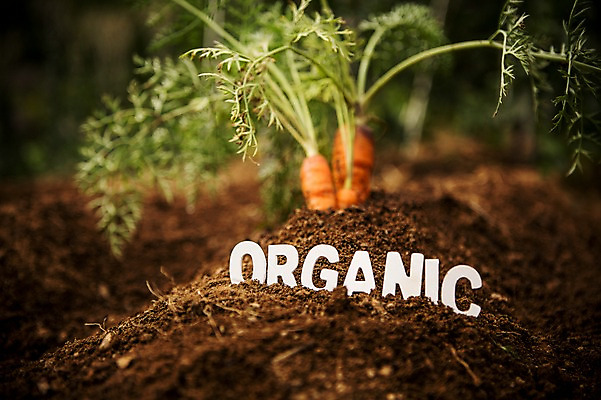 포토 JPG 주간 배경화면 백그라운드 채소 자연 사람없음 야외 농장 농사 흙 당근 유기농 국내포토 자연요소 웰빙 농업 뿌리채소 생태계 파일형식