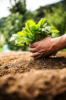 포토 JPG 주간 손 남자 40대 채소 자연 한명 사람 성인 야외 아웃포커스 신체부위 농작물 농장 농사 흙 수확 농부 유기농 성인한명만 중년만 성인만 국내포토 자연요소 직업 1 웰빙 중년 농업 촬영기법 생태계 파일형식