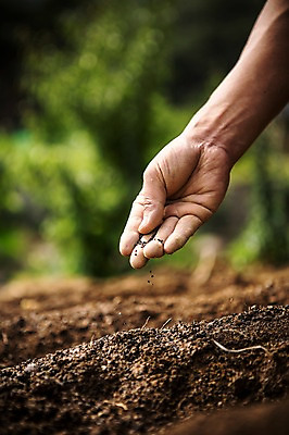 포토 JPG 주간 손 남자 40대 자연 씨앗 한명 사람 성인 야외 신체부위 농장 농경지 농사 농부 유기농 팔 심기 성인한명만 중년만 성인만 국내포토 자연요소 식물 직업 1 웰빙 중년 농업 모션 생태계 파일형식