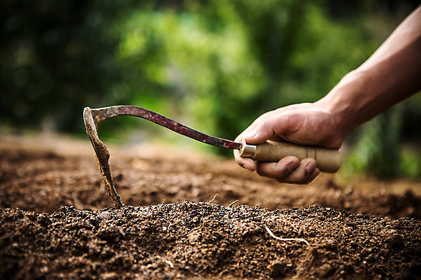 포토 JPG 주간 손 남자 40대 밭 자연 한명 사람 성인 야외 신체부위 농장 농사 농부 유기농 팔 호미 성인한명만 중년만 성인만 국내포토 자연요소 직업 1 웰빙 중년 농업 농기구 생태계 파일형식