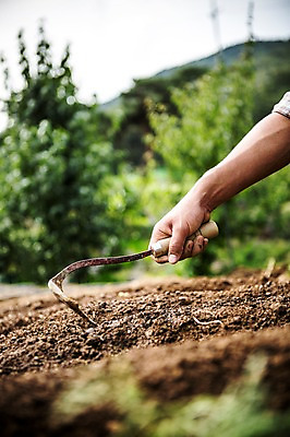 포토 JPG 주간 손 남자 40대 밭 자연 한명 사람 성인 야외 신체부위 농장 농사 농부 유기농 팔 호미 성인한명만 중년만 성인만 국내포토 자연요소 직업 1 웰빙 중년 농업 농기구 생태계 파일형식