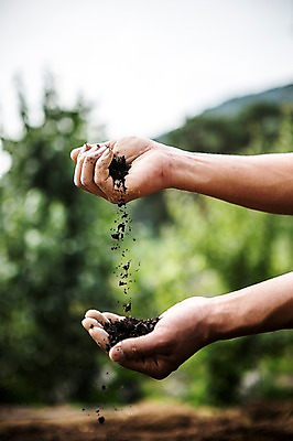 포토 JPG 주간 손 남자 40대 자연 한명 사람 성인 야외 신체부위 농장 농사 흙 농부 유기농 팔 성인한명만 중년만 성인만 국내포토 자연요소 직업 1 웰빙 중년 농업 생태계 파일형식