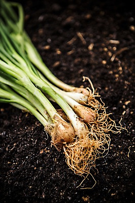 포토 JPG 주간 백그라운드 채소 자연 사람없음 야외 농작물 농장 농사 유기농 파 대파 국내포토 자연요소 웰빙 농업 생태계 파일형식