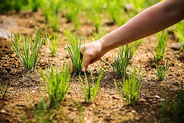 포토 JPG 주간 손 남자 40대 배경화면 채소 자연 관리 한명 사람 성인 야외 신체부위 농작물 농장 농사 농부 유기농 팔 성인한명만 중년만 성인만 국내포토 자연요소 직업 1 웰빙 중년 농업 생태계 파일형식