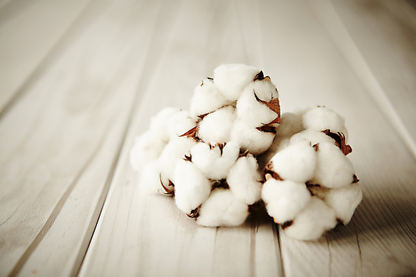 포토 JPG 스튜디오촬영 배경화면 백그라운드 실내 사람없음 아웃포커스 솜 유기농 목화솜 국내포토 웰빙 촬영기법 내부 파일형식