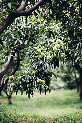 포토 JPG 주간 백그라운드 자연 사람없음 야외 농장 농사 밤송이 유기농 밤나무 국내포토 자연요소 나무 웰빙 농업 밤_견과류 생태계 파일형식