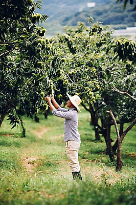 포토 JPG 주간 남자 40대 자연 관리 한명 사람 성인 야외 농장 농사 농부 유기농 밤나무 남자만 남자한명만 성인남자만 성인한명만 성인남자한명만 중년만 중년남자만 중년남자한명만 성인만 국내포토 자연요소 나무 직업 1 웰빙 중년 농업 밤_견과류 생태계 파일형식