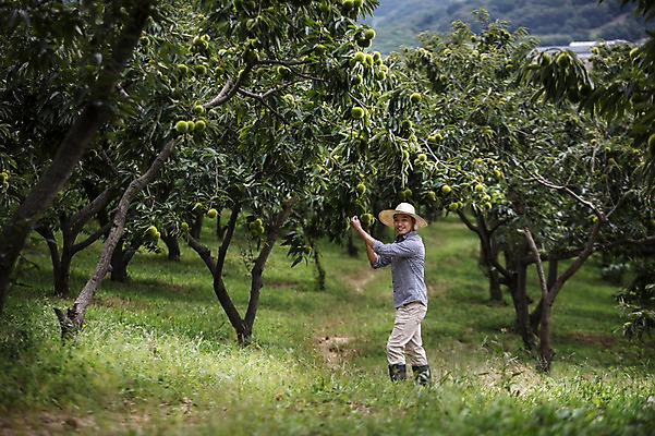 포토 JPG 주간 남자 40대 자연 관리 한명 사람 동양인 성인 야외 농장 농사 한국인 농부 유기농 밤나무 남자만 남자한명만 성인남자만 성인한명만 성인남자한명만 중년만 중년남자만 중년남자한명만 성인만 국내포토 자연요소 나무 직업 1 웰빙 중년 농업 인종 밤_견과류 생태계 파일형식