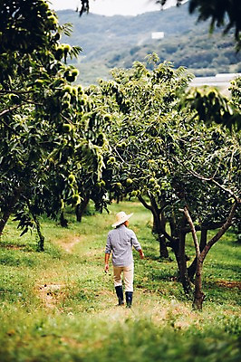 포토 JPG 주간 전신 남자 40대 자연 한명 사람 성인 야외 뒷모습 농장 농사 농부 유기농 밤나무 남자만 남자한명만 성인남자만 성인한명만 성인남자한명만 중년만 중년남자만 중년남자한명만 성인만 국내포토 자연요소 나무 직업 1 웰빙 뷰포인트 중년 농업 밤_견과류 생태계 파일형식