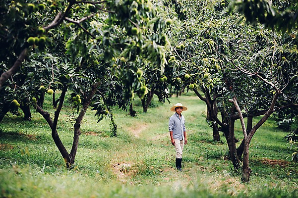 포토 JPG 주간 전신 남자 40대 자연 한명 서기 사람 동양인 성인 야외 농장 농사 한국인 농부 유기농 밤나무 남자만 남자한명만 성인남자만 성인한명만 성인남자한명만 중년만 중년남자만 중년남자한명만 성인만 국내포토 자연요소 나무 직업 1 웰빙 중년 농업 모션 인종 밤_견과류 생태계 파일형식