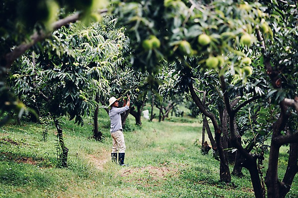 포토 JPG 주간 전신 남자 40대 자연 관리 한명 서기 사람 동양인 성인 야외 농장 농사 한국인 농부 유기농 밤나무 남자만 남자한명만 성인남자만 성인한명만 성인남자한명만 중년만 중년남자만 중년남자한명만 성인만 국내포토 자연요소 나무 직업 1 웰빙 중년 농업 모션 인종 밤_견과류 생태계 파일형식
