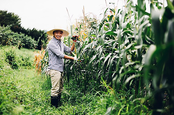 포토 JPG 주간 전신 모자 남자 40대 채소 자연 관리 옥수수 한명 서기 사람 동양인 성인 야외 농장 농사 한국인 농부 유기농 옥수수밭 남자만 남자한명만 성인남자만 성인한명만 성인남자한명만 중년만 중년남자만 중년남자한명만 성인만 소상공인 국내포토 자연요소 직업 1 웰빙 잡화 중년 밭 농업 모션 곡류 인종 경제 상인 생태계 파일형식