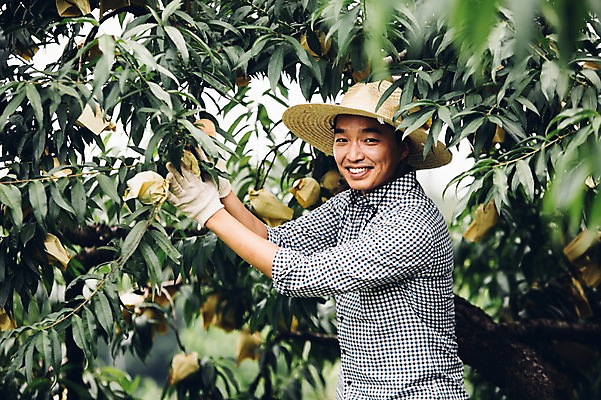 포토 JPG 주간 모자 남자 40대 과일 자연 관리 한명 사람 동양인 성인 야외 농장 농사 한국인 농부 과일나무 유기농 복숭아 복사나무 남자만 남자한명만 성인남자만 성인한명만 성인남자한명만 중년만 중년남자만 중년남자한명만 성인만 국내포토 자연요소 나무 직업 1 웰빙 잡화 중년 농업 인종 생태계 파일형식