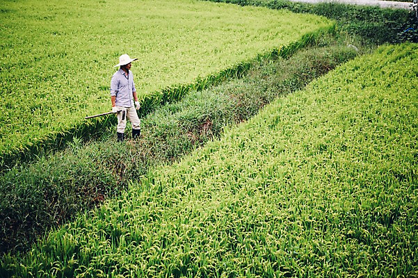 포토 JPG 주간 전신 모자 남자 40대 자연 논 장화 한명 서기 사람 성인 야외 농장 농사 농부 유기농 곡괭이 남자만 남자한명만 성인남자만 성인한명만 성인남자한명만 중년만 중년남자만 중년남자한명만 성인만 국내포토 자연요소 직업 1 웰빙 잡화 중년 신발 농업 모션 생태계 파일형식