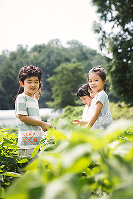 포토 JPG 주간 식물 라이프스타일 여자 남자 어린이라이프 어린이 잎 모션 서기 미소 사람 동양인 여러명 상반신 야외 옆모습 유치원 유치원생 한국인 체험학습 체험 즐거움 텃밭 어린이만 국내포토 자연요소 교육 감정 뷰포인트 다수 컨셉 밭 표정 인종 생활 파일형식