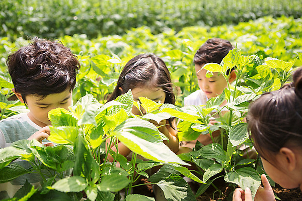 포토 JPG 주간 식물 라이프스타일 여자 남자 어린이라이프 어린이 잎 모션 서기 사람 동양인 여러명 상반신 야외 앞모습 유치원 유치원생 한국인 체험학습 체험 텃밭 어린이만 국내포토 자연요소 교육 뷰포인트 다수 컨셉 밭 인종 생활 파일형식