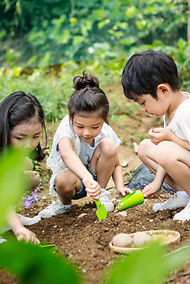 포토 JPG 주간 전신 라이프스타일 여자 남자 어린이라이프 어린이 모션 감자 사람 앉기 동양인 야외 앞모습 세명 유치원 유치원생 한국인 체험학습 체험 삽 텃밭 어린이만 국내포토 자연요소 교육 뷰포인트 컨셉 밭 채소 인종 생활 파일형식