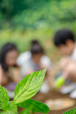 포토 JPG 주간 식물 라이프스타일 여자 남자 어린이라이프 어린이 잎 모션 사람 앉기 동양인 상반신 야외 아웃포커스 세명 유치원 유치원생 한국인 체험학습 체험 어린이만 국내포토 자연요소 교육 컨셉 촬영기법 인종 생활 파일형식