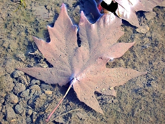 포토 JPG 해외이미지 잎 사람없음 야외 물 가을 당구 웅덩이 썩음 침몰 해외202004 해외포토 자연요소 식물 계절 구기 파일형식 이미지허브